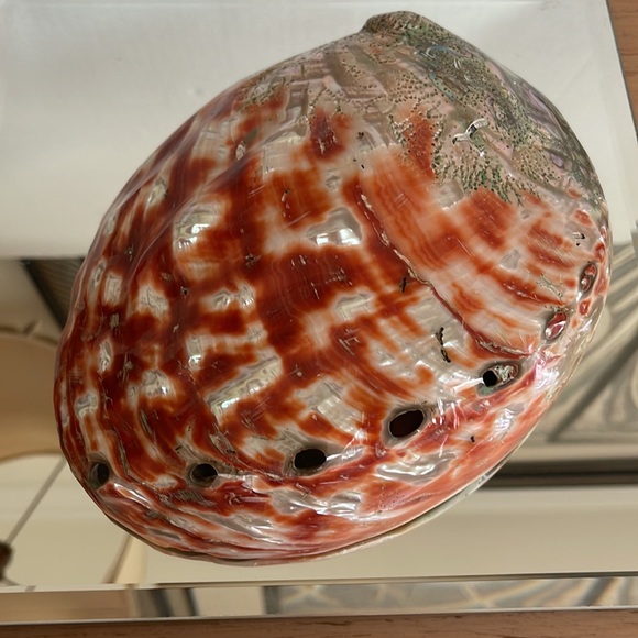 Rare Giant Red Abalone Shell: Perfect Display Condition - Picture 5 of 8